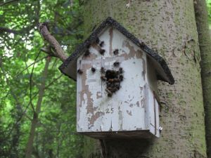 Tree bumblebees in new location